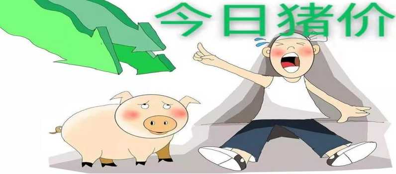 12月24日猪价如何 4涨9跌猪价上涨“熄火”后市如何