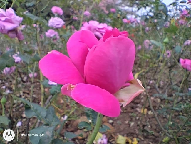 moto g34手机怎么样 moto g34手机评测插图15