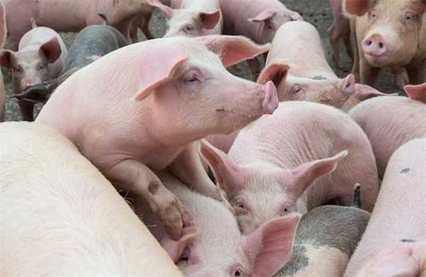 多面夹击下猪价旺季不旺 猪价上涨要“落空” 2个好消息