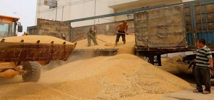 失控下跌的玉米看似政策底已现更糟糕的在后面 持续下跌