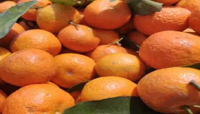 砂糖橘和酸奶不能同食吗 酸奶和橘子相克吗插图1 砂糖橘和酸奶不能同食吗 酸奶和橘子相克吗