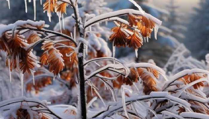 未来三天中东部大部地区气温将持续偏低 山东今日降雪还将持续