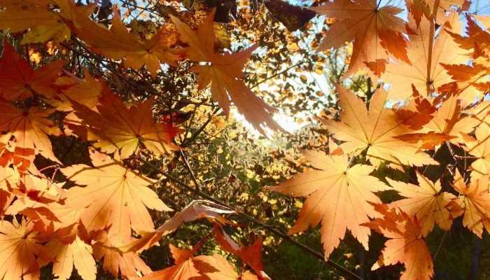 2023年最后一周我国多地进入升温模式 2024年1月会有更强寒潮吗插图 2023年最后一周我国多地进入升温模式 2024年1月会有更强寒潮吗