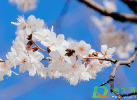 2021年3月份能去武汉大学看樱花吗?​武汉大学3月份对不对外开放