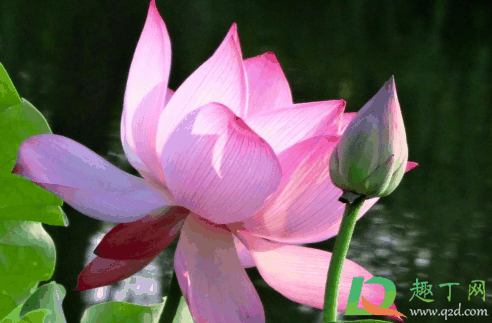 2021年夏至是入伏吗?夏至后多久入伏