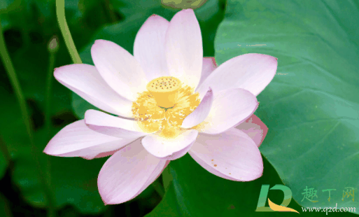 2022年入伏从哪一天开始?2022年几月几号入伏