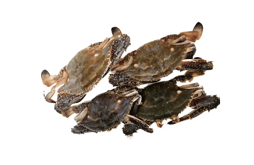 梭子蟹不立刻吃放冷冻还是冷藏?梭子蟹暂时不吃怎么保存