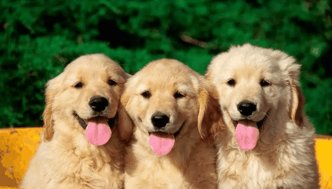 去宠物医院驱虫还要挂号费么?去宠物医院驱虫要多长时间