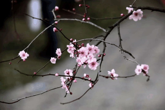 2024年打春是白天还是晚上?今年打春在上午还是下午