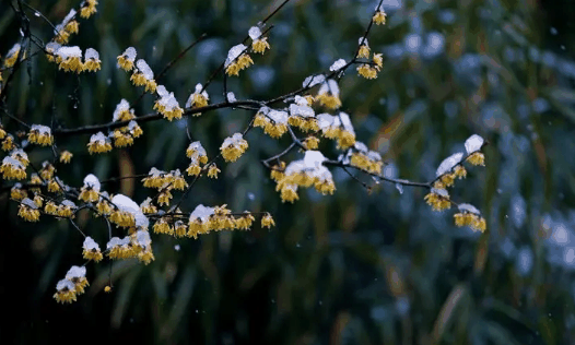 今年倒春寒在几号2024?温度下降多少度为倒春寒