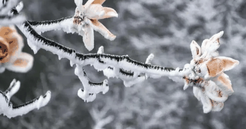 ​内蒙古3月有倒春寒吗?倒春寒每年发生在什么时候