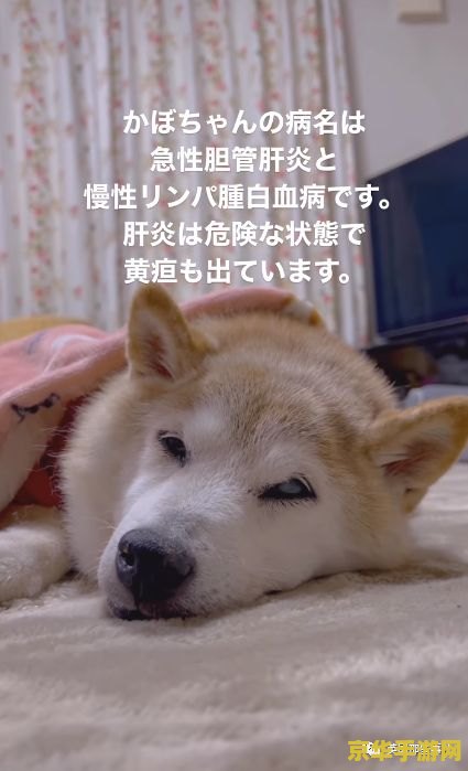 剑网3代练 剑网3代练- 专业快速的游戏代练服务 剑网3代练 剑网3代练- 专业快速的游戏代练服务