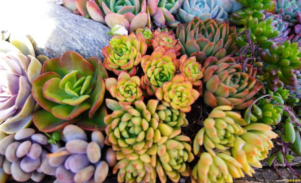 希瓦娜q版英雄联盟 希瓦娜Q版英雄联盟- 激战正酣，英雄再燃！