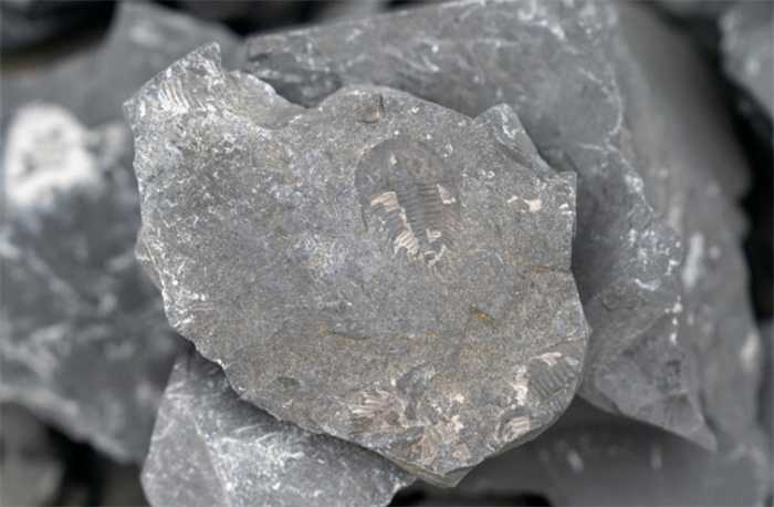 5亿年前古生物化石现身云南曲靖 勘察结果是否属实