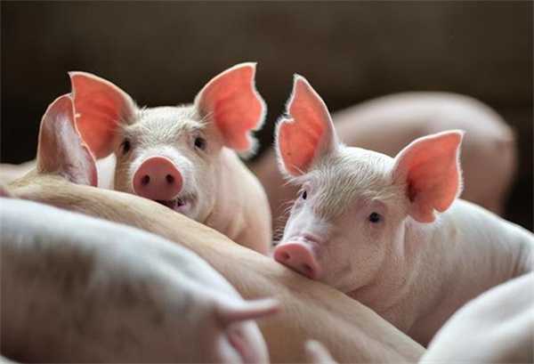 猪价跌出新高度北方跌绿不止 猪价要跌回解放前了吗