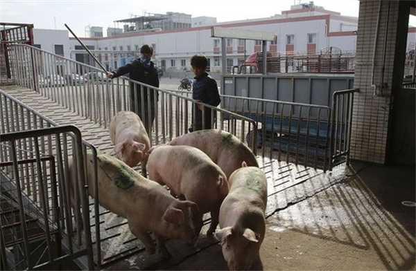 4连跌猪价惯性下跌要跌破前低了吗 1月6日猪价如何