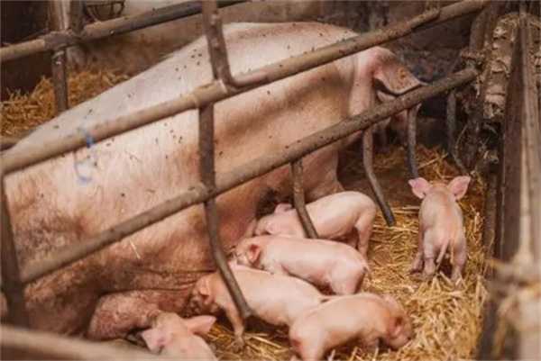猪价陷入泥潭官方轮储3万吨什么信号 1月10日猪价如何