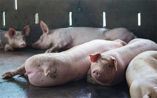 跌价预警10连跌猪价创新低 蛋价下跌发生了啥市场如何插图 跌价预警10连跌猪价创新低