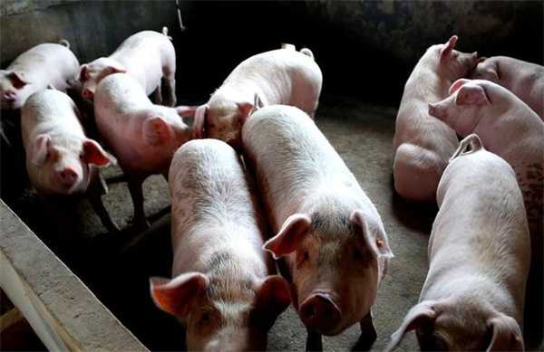 11连跌猪价断崖下跌底线是多少13日猪价如何有好消息吗