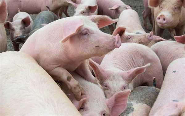 生猪鸡蛋调整行情 1月14日猪价蛋价难兄难弟价格是多少