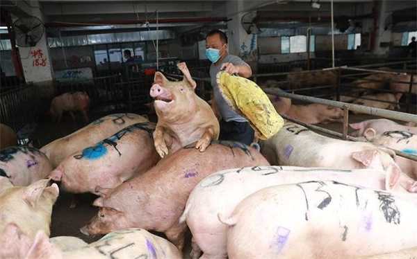 猪价逆势5连涨春节前要破7入8吗 2个坏消息是什么