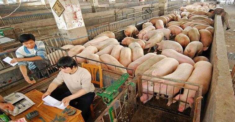 6涨17跌猪价跌势反扑下跌元凶是什么 1月19日猪价如何