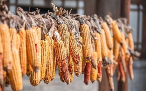 玉米一夜大跌中储粮出手托市 玉米真的没救了吗后市如何