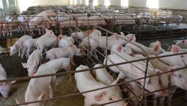 1月22日猪价一夜大涨 猪价爆发迎来大涨有哪些支撑因素