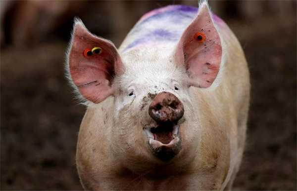 猪价悄然变脸 北方逆势飘红新一轮涨价潮来袭发生了啥