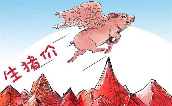 猪价3天大涨7毛3上涨是昙花一现吗 1月24日猪价如何