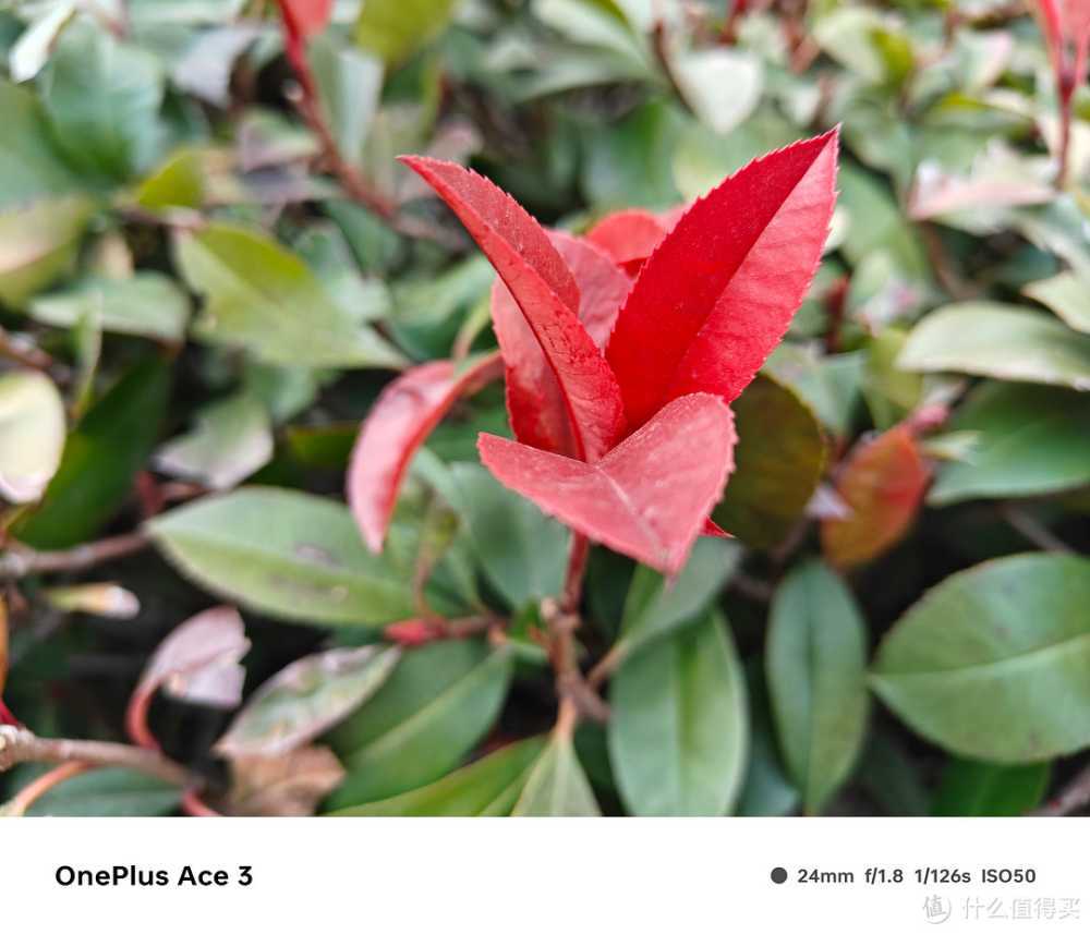 旗舰镜头+旗舰算法,一加 Ace 3 拍照效果究竟如何?实拍验证插图11 旗舰镜头+旗舰算法,一加 Ace 3 拍照效果究竟如何?实拍验证
