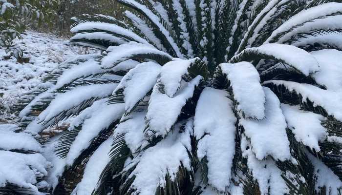 新疆震区天气 乌什县震区部分地区今夜有阵雪