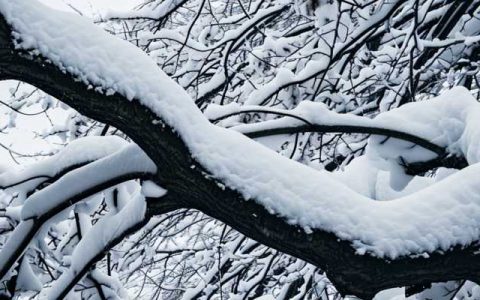 最强降雪登场南方14省下雪 “下雪困难户”福州重庆可能有雪