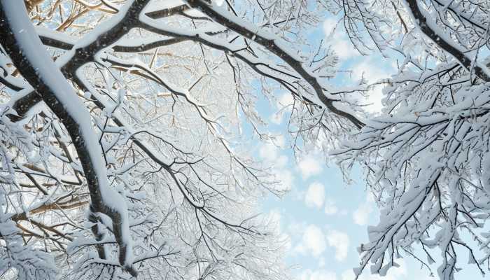 2024年春运天气预报来了 浙江2024年春运期间气候趋势预测插图1 2024年春运天气预报来了 浙江2024年春运期间气候趋势预测