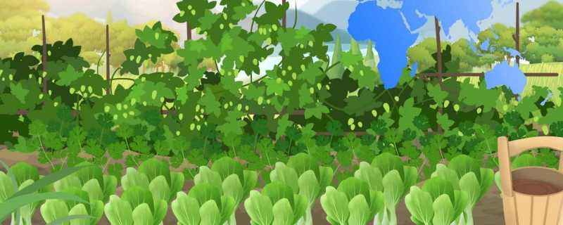 大寒适合种什么蔬菜 冬天最好种的菜