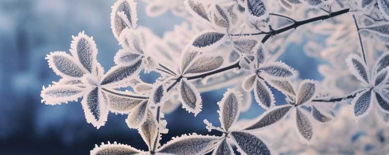 2024小寒是几月几号几点几分几秒 2024年小寒是什么时候插图 2024小寒是几月几号几点几分几秒 2024年小寒是什么时候