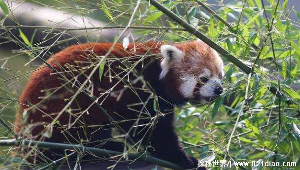 世界十大最受欢迎的动物园