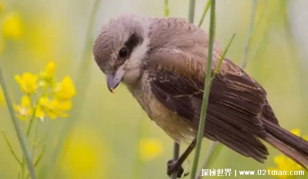 麻雀随处可见为何很少看到麻雀的尸体（四种原因）插图