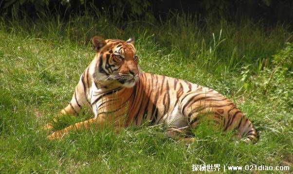 雌虎发情的吼叫为什么不会将自己的成年后代吸引过来（3种原因）