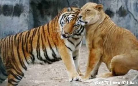 这个世界上的万兽之王是什么动物 你知道吗