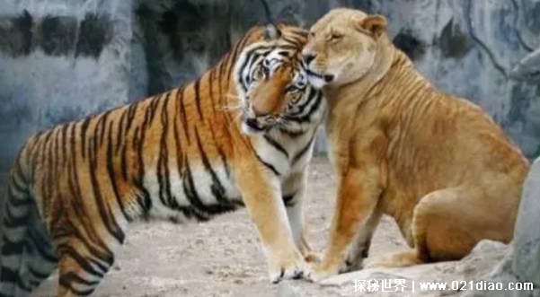 这个世界上的万兽之王是什么动物 你知道吗