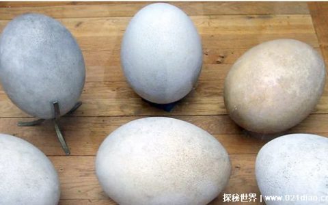 世界上已灭绝的最大的鸟（象鸟）