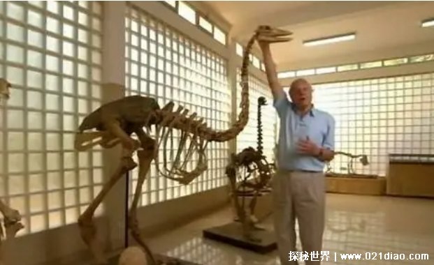 世界上已灭绝的最大的鸟（象鸟）插图1