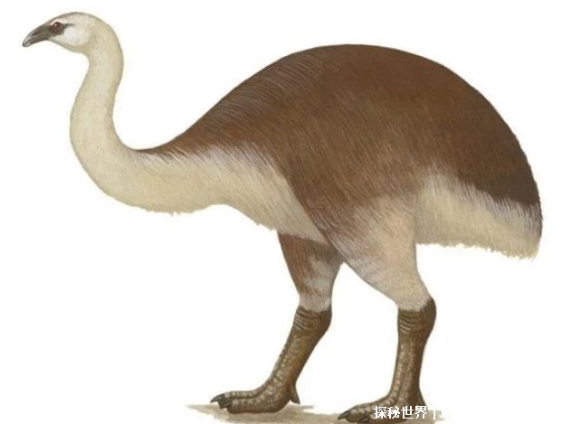 世界上已灭绝的最大的鸟（象鸟）插图2