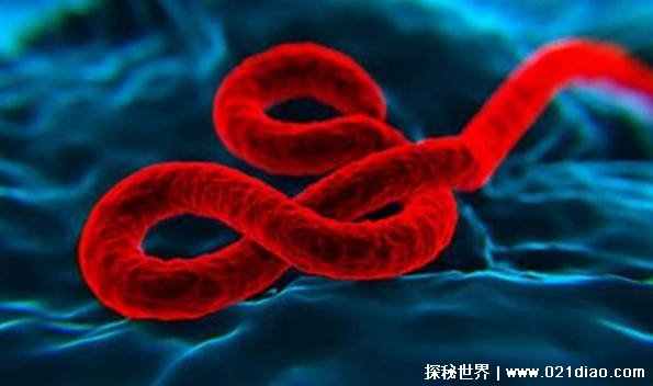 世界上最强的病毒(埃博拉病毒)插图