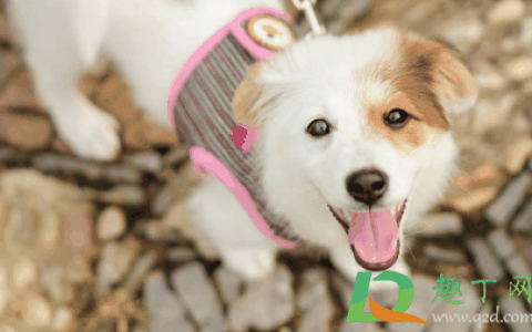 狗狗吃骨头多少合适?狗几个月就可以吃骨头了