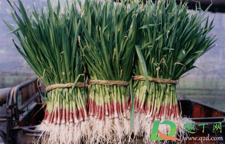 家养的蒜苗能天天浇水吗?蒜苗几天浇一次水