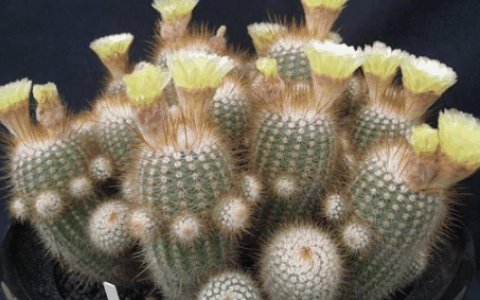 仙人球开花是什么兆头?仙人球开花对家庭好不好