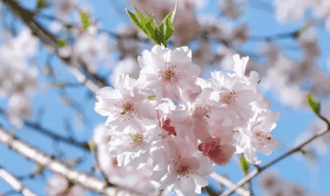 2024年武汉3月份有樱花了吗?2024武汉樱花什么时候开插图2 2024年武汉3月份有樱花了吗3