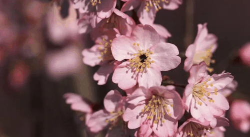 2024年武汉3月份有樱花了吗?2024武汉樱花什么时候开插图1 2024年武汉3月份有樱花了吗2